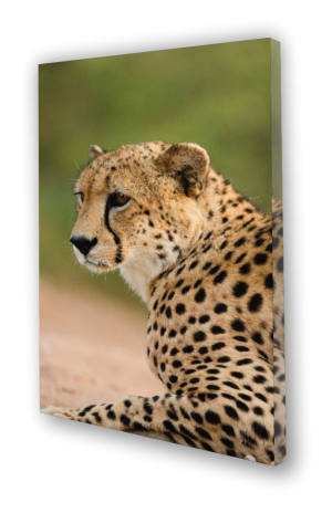 Quadros Decorativos Canvas 100% algodão 40x60 4x0  Estrutura de Madeira c/ tecido esticado 